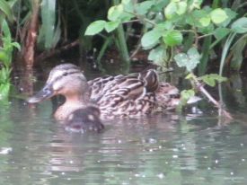 Mother duck with duckling
