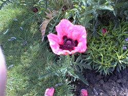 Colour photograph showing a poppy in a garden plot bordered by grass.