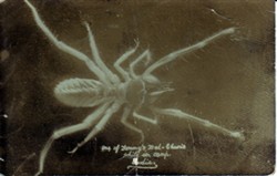 Photographic postcard of an Indian bed bug