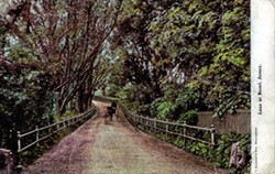 Photographic postcard "Lane at Rozel, Jersey"