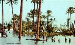 Photographic postcard "Palm trees (Egypt)"