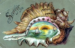 Illustrated postcard  "Souvenir from and shell"