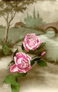 Illustrated postcard "Two pink roses"