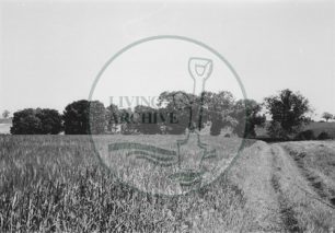Photograph of farmland now Central Milton Keynes (1971).