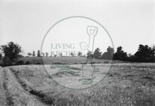 Photograph of farmland now Campbell Park (1971).