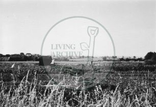 Photograph of allotments at Old Bradwell (1971).