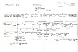 Family Tree , Brown B2 from B0.