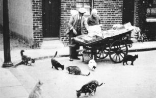 Fish man with his cart in the street, and cats.