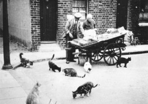 Fish man with his cart in the street, and cats.