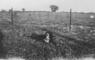 Sheepdog in a field