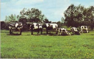 The Concrete Cows, Milton Keynes