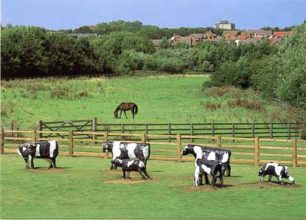 The Concrete Cows, Milton Keynes