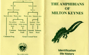 The Amphibians of Milton Keynes: Identification life history and conservation
