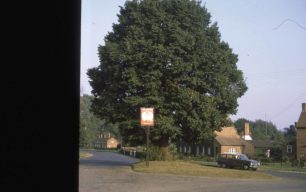 Oak tree near the Swan Inn