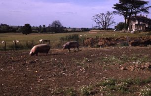Pigs and sheep in fields