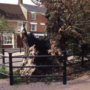 Wesley Tree with railings