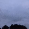 55: MURMURATIONS