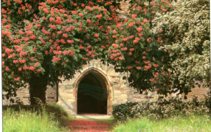 Blossom at St Thomas' church, Simpson