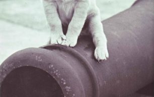 A labrador puppy sitting on a cannon barrel