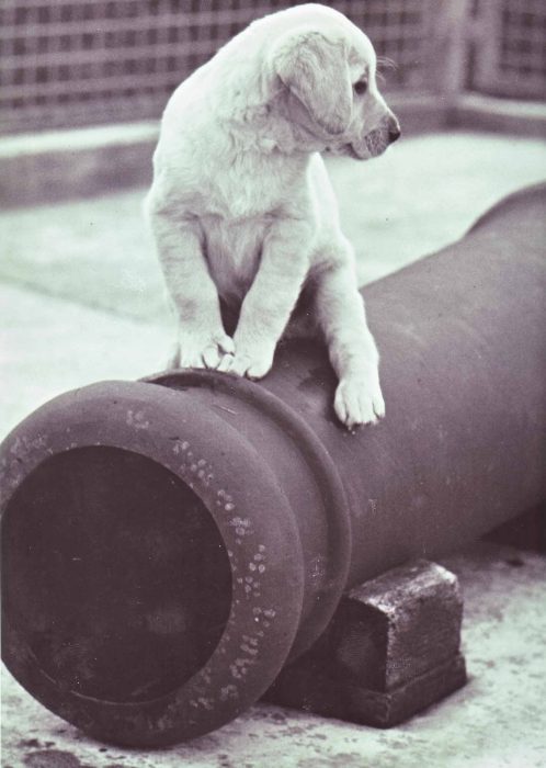 A labrador puppy sitting on a cannon barrel