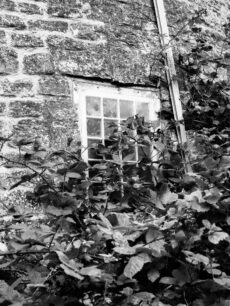 Vegetation growing across window