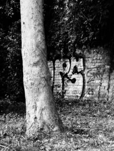 Tree trunk in front of graffitied wall