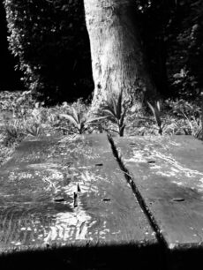 Weathered bench seat in front of tree trunk