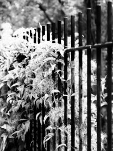Climbing plant growing through metal fence