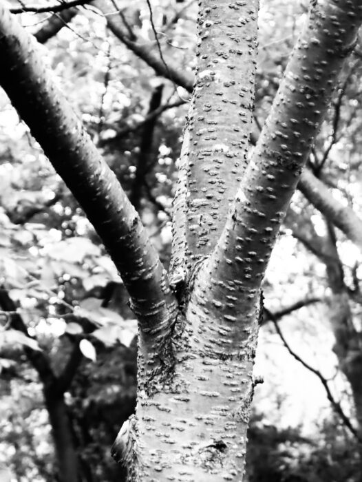 x
All Rights Reserved © 2025 Rib Wobb Photography