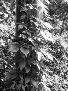 Close-up of ivy climbing a post