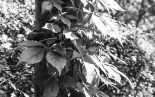 Close-up of ivy climbing a post