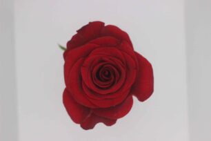 Red Rose image for intro of Living Archive film