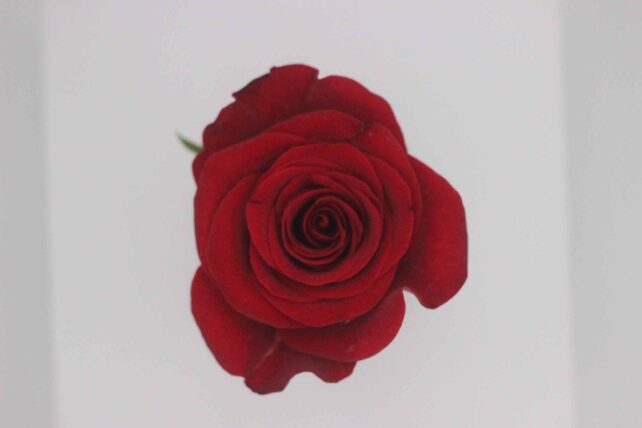 Red Rose image for intro of Living Archive film
