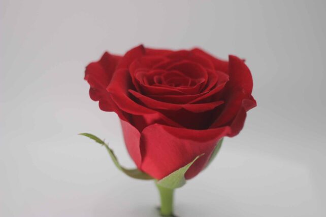 Red Rose image for intro of Living Archive film